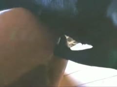 A pony penetrated a hot homosexual! The male provides a lot of fantastic animal sex.